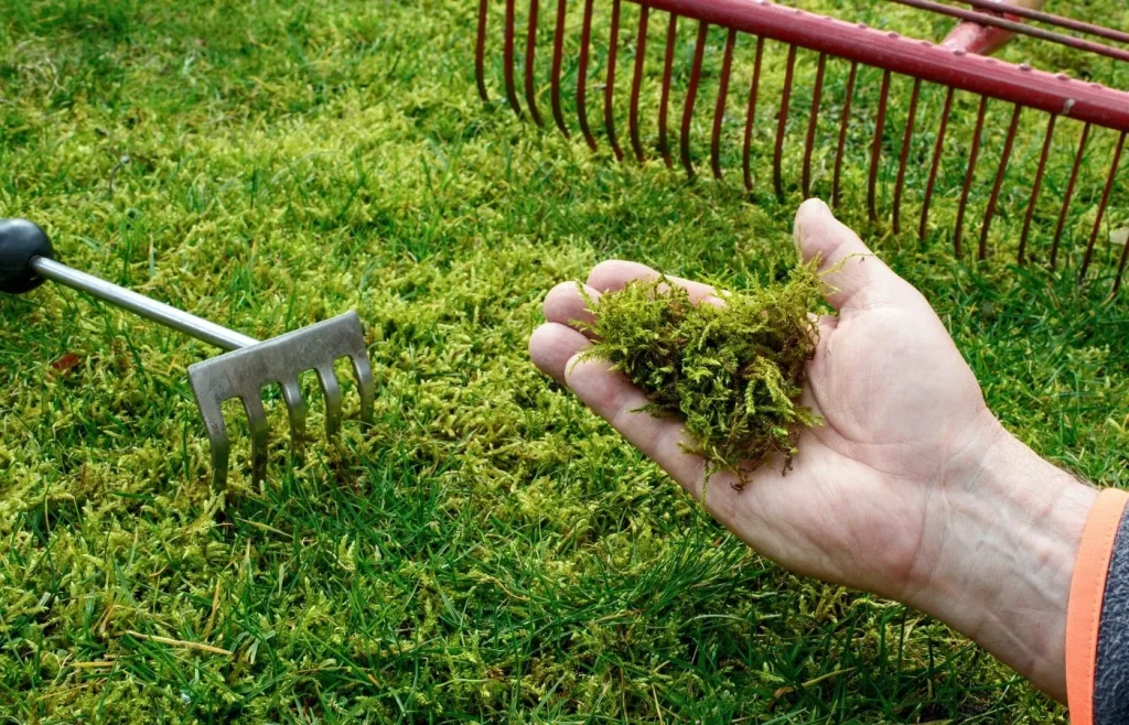 Mission Viejo Lawns Commen issues