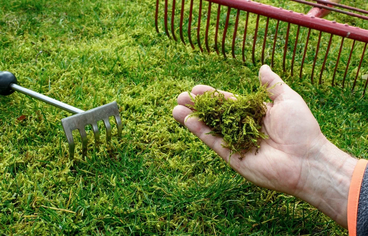 Mission Viejo Lawns Commen issues