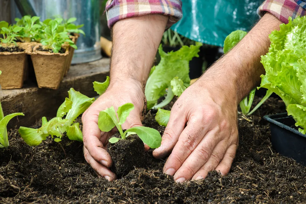 Keep Your Garden Alive—Ditch These 5 Mistakes with Land Disview!