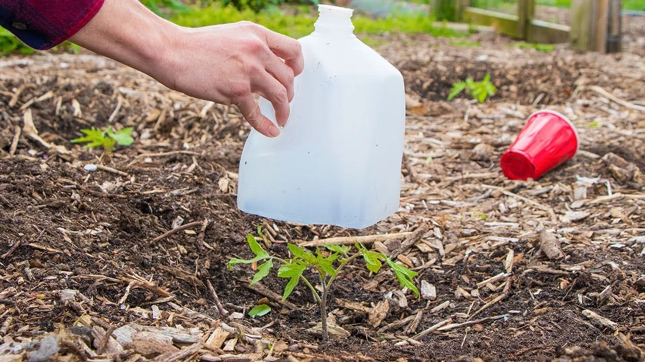 Top 5 Garden Mistakes (and How to Fix Them)
