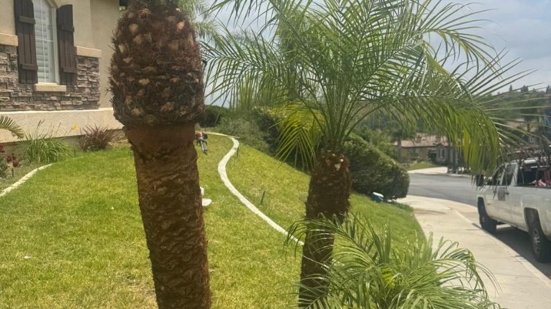 Trimmed palm trunks and fronds lining a green hillside next to a driveway