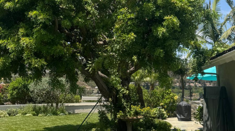 Full leafy tree canopy over a landscaped yard and patio