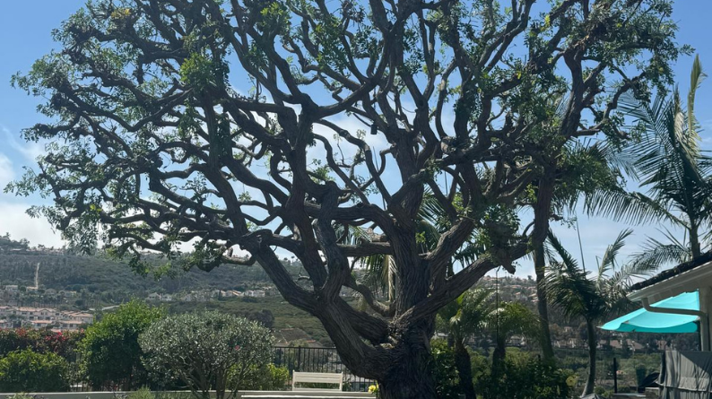 Large tree after heavy pruning with exposed branching structure
