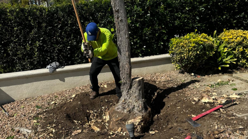 Landscaper digging around a tree base during stump removal