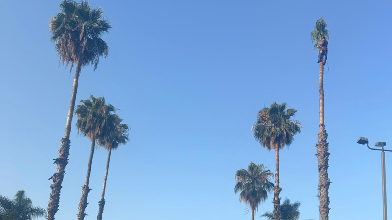 Palm tree trimmer working high on a tall palm against a clear blue sky