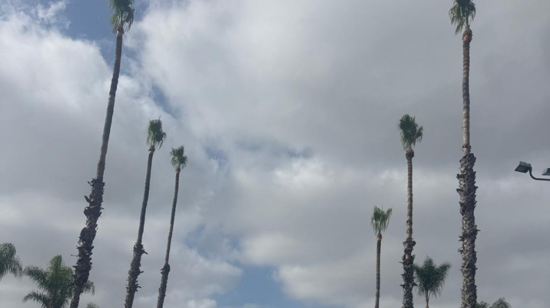 Tall palm trees rising into a cloudy sky