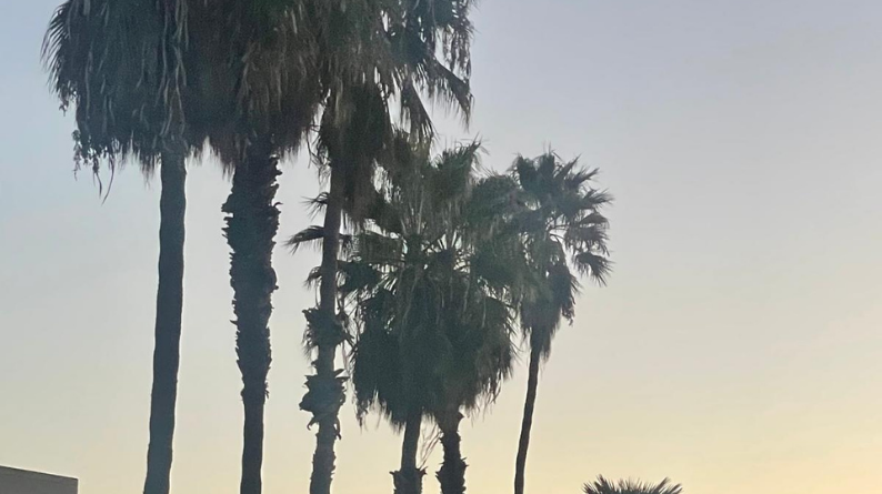 Palm trees silhouetted against a soft sunset sky