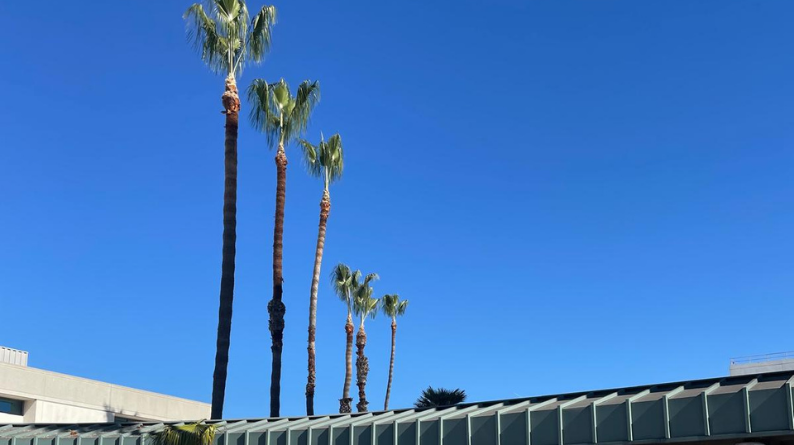Row of palm trees with trimmed crowns against a bright blue sky