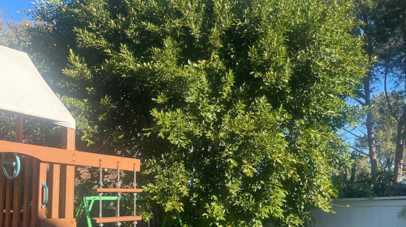 Untrimmed tree canopy reaching over the playset and fence line