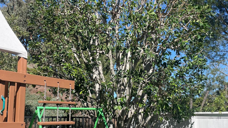 Trimmed backyard tree with a fuller, rounded canopy beside a playset