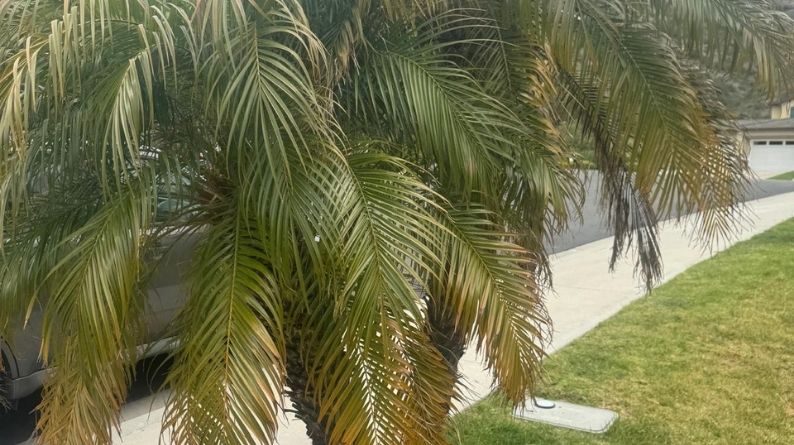 Close-up of palm leaves with long fronds extending toward the curb
