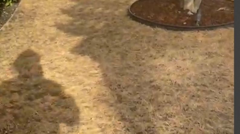 Brown, dried-out lawn showing patchy grass near a mulched tree ring