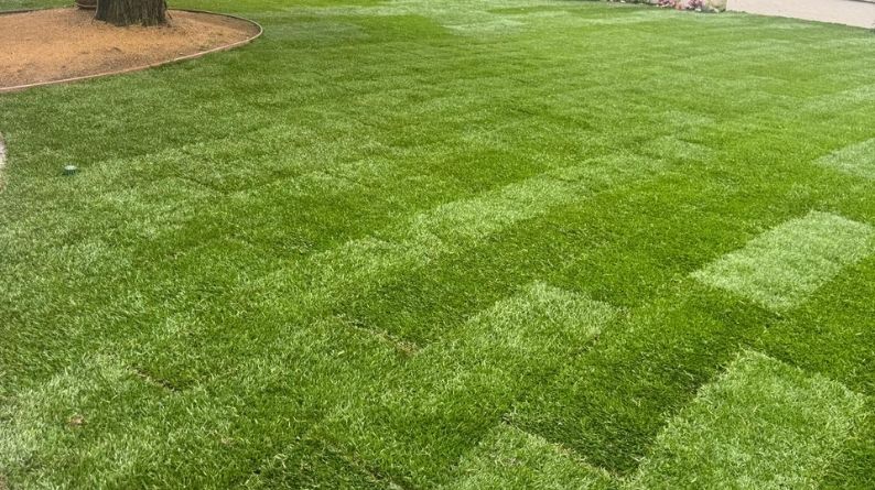 Freshly installed sod creating a lush green lawn with visible turf squares