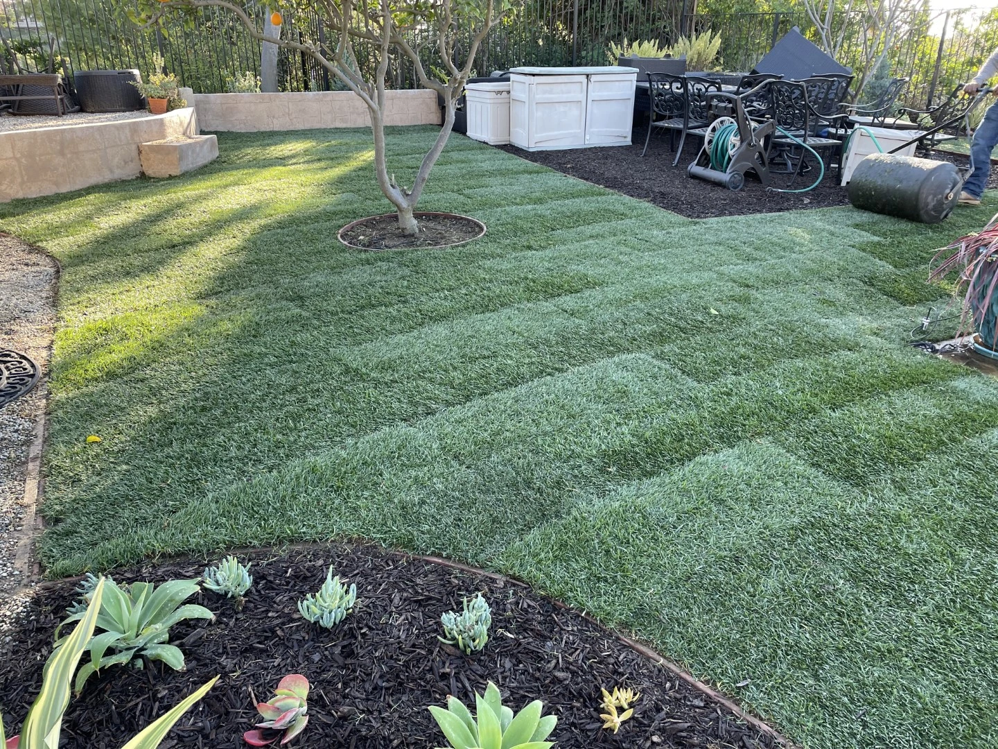 Freshly installed sod lawn with young succulents and mulch border in a well-maintained backyard in Orange County.