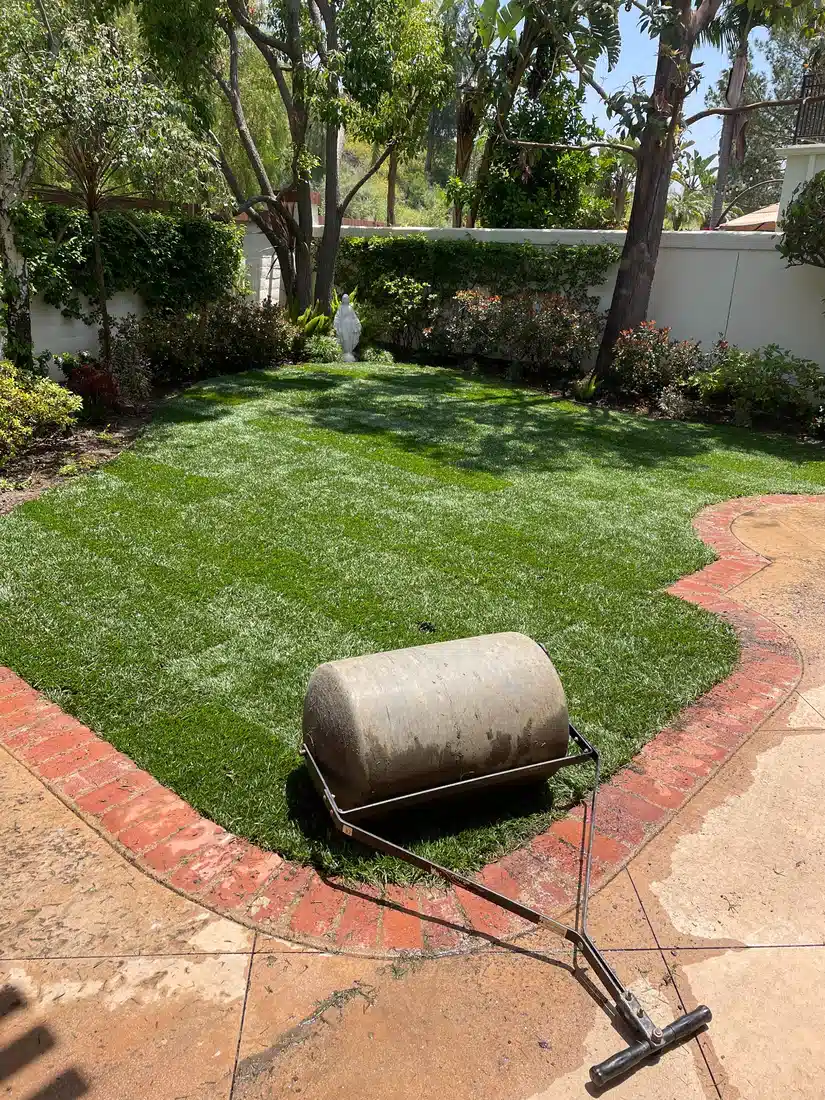 Fresh green backyard lawn with garden borders and a lawn roller after turf installation.