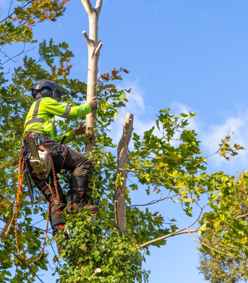 Professional,Arborist,In,Safety,Gear,Climbs,A,Maple,Tree,With