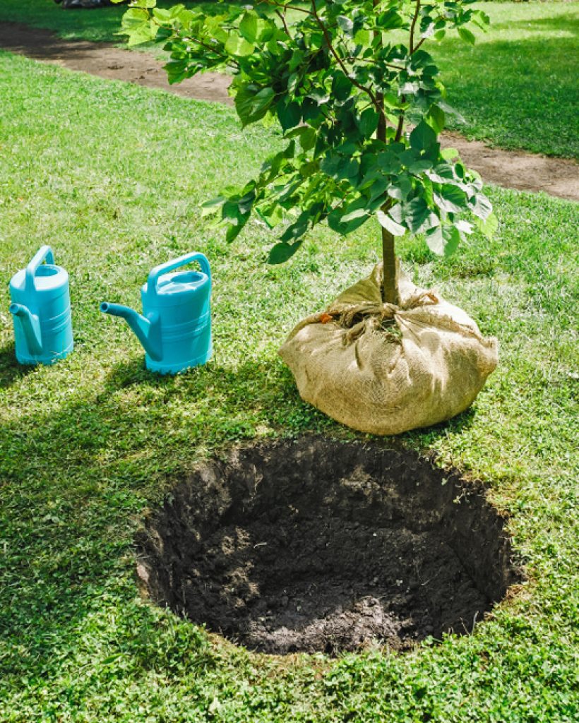 Sapling,Tree,Ready,For,Planting,In,The,City,Park,,Concept