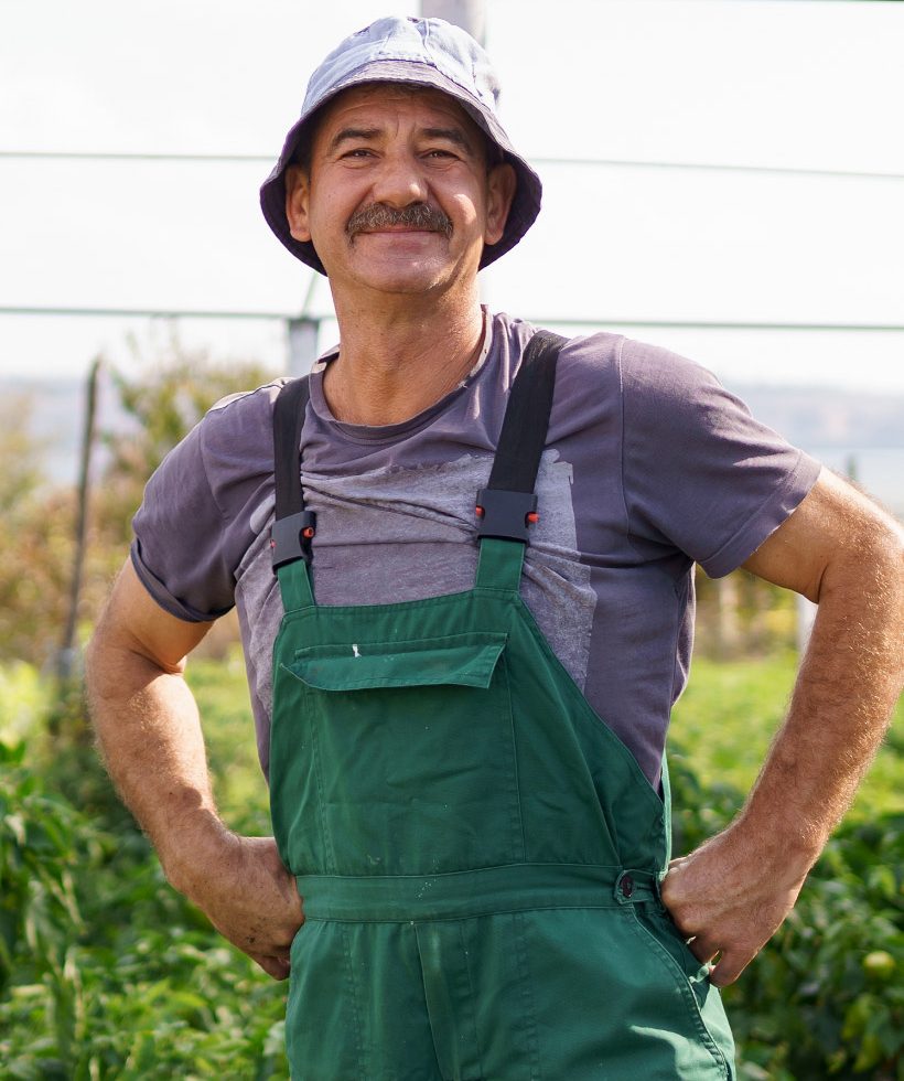 senior-farmer-picking-ripe-peppers-in-the-vegetabl-ZHLFCR5.jpg