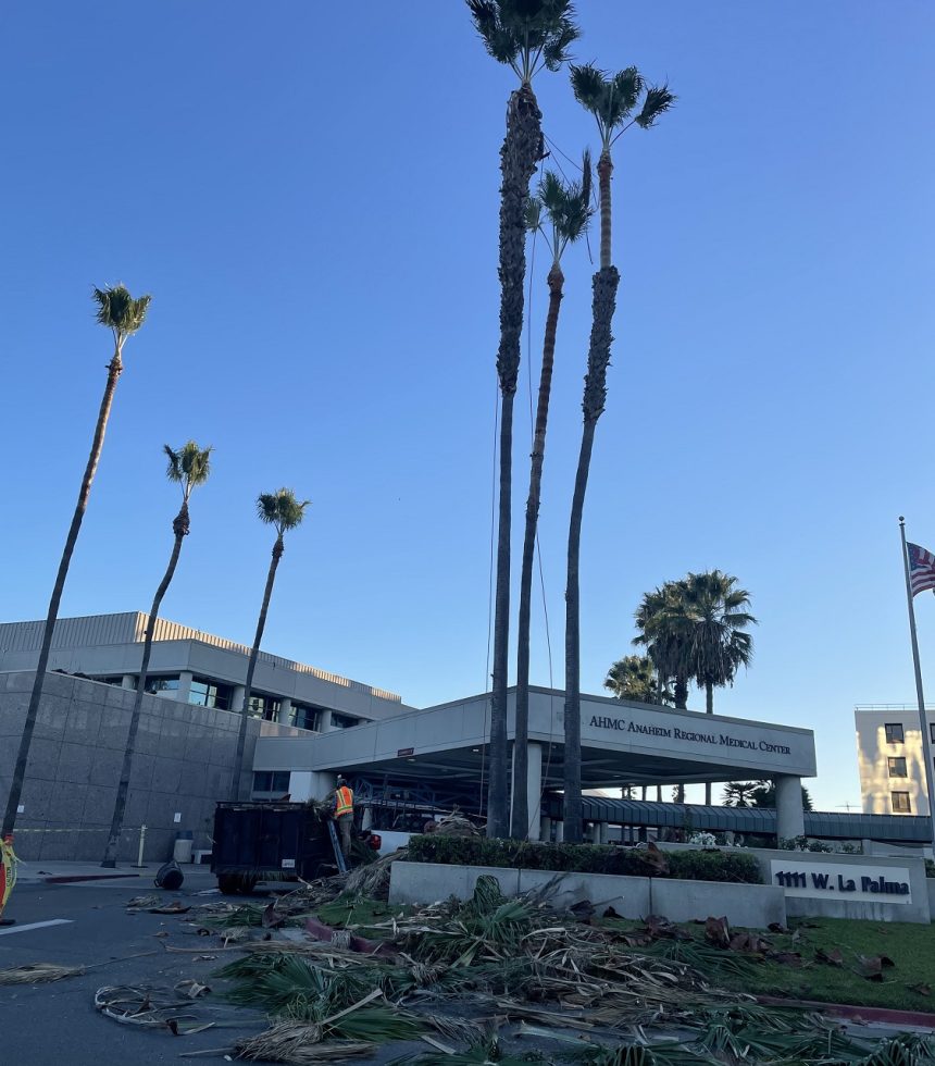 tree trimming orange county