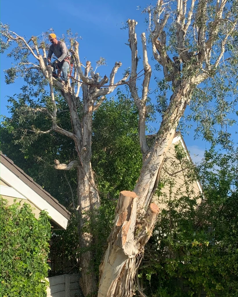 Landscaper in Orange County trimming trees