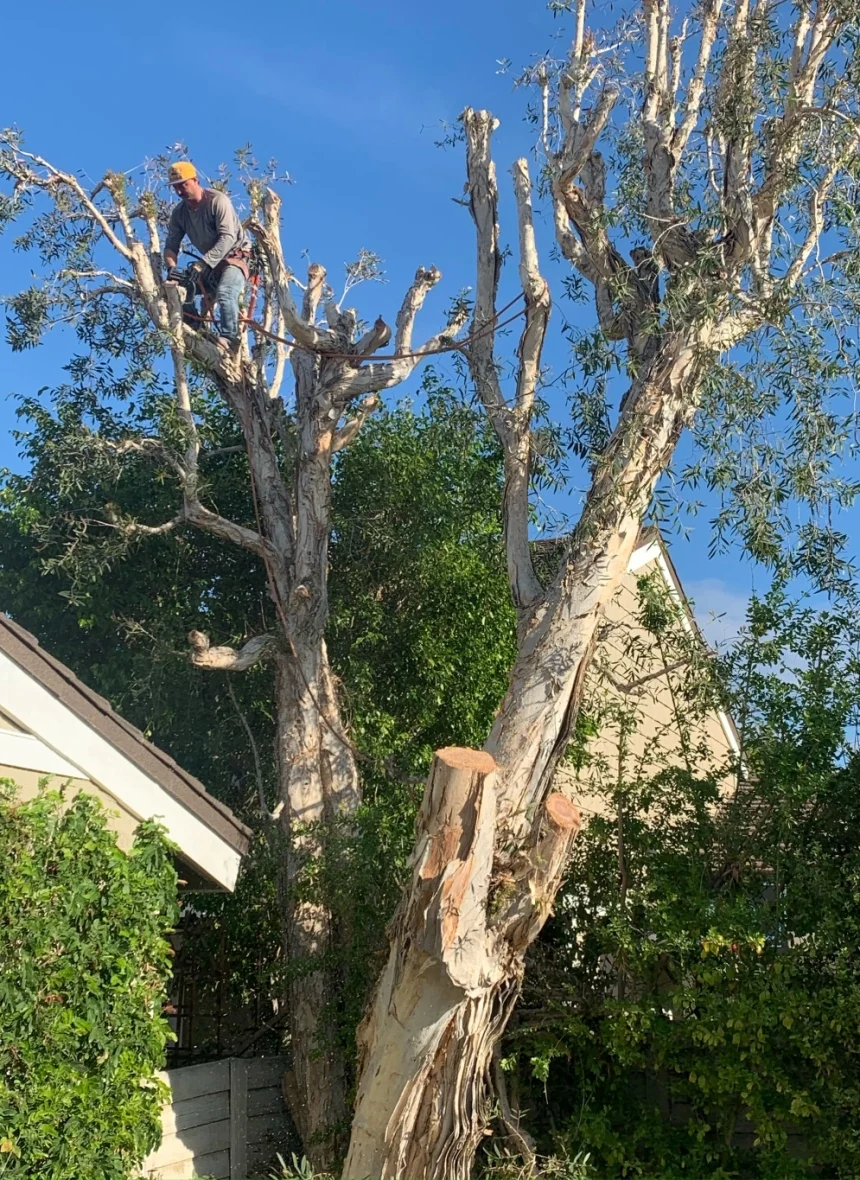 Landscaper in Orange County trimming trees